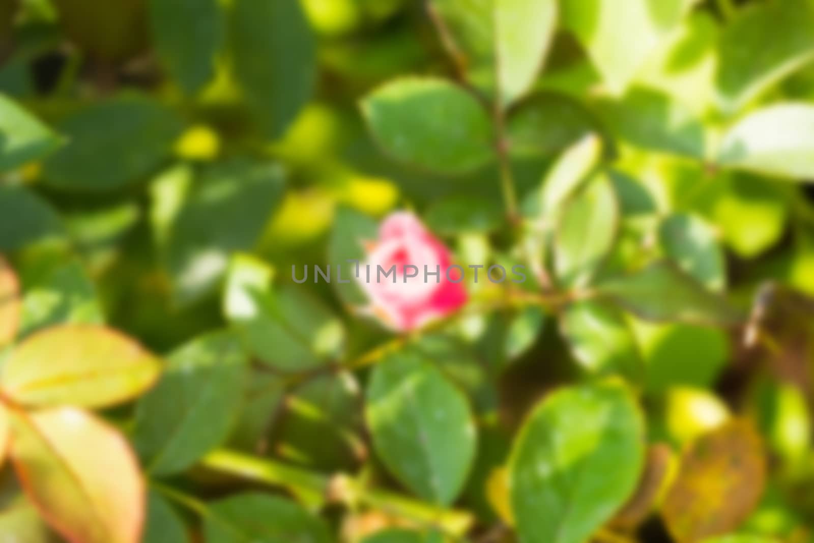 abstract natural blur background, defocused leaves, bokeh by teerawit