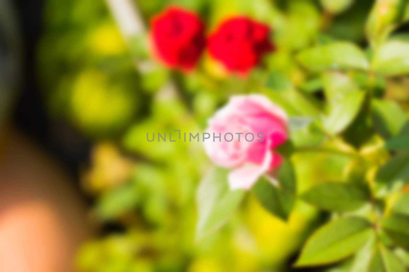 abstract natural blur background, defocused leaves, bokeh by teerawit