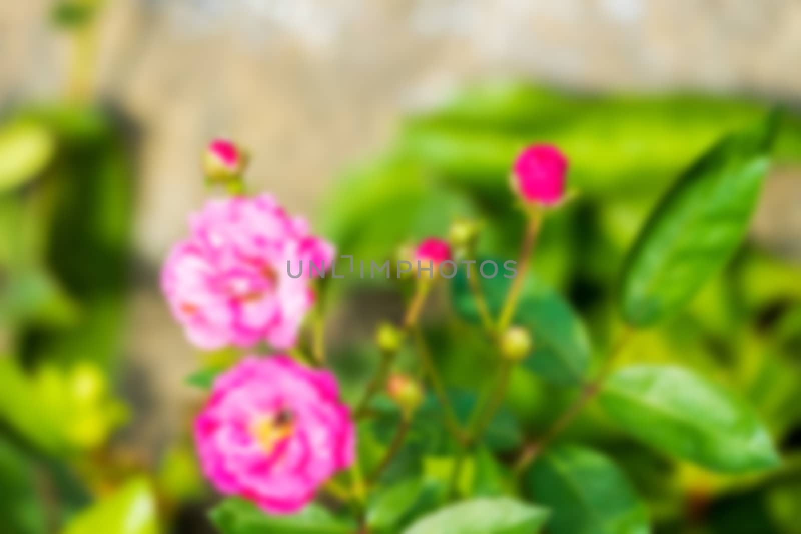 abstract natural blur background, defocused leaves, bokeh by teerawit