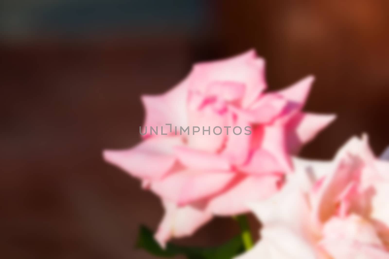 abstract natural blur background, defocused leaves, bokeh by teerawit