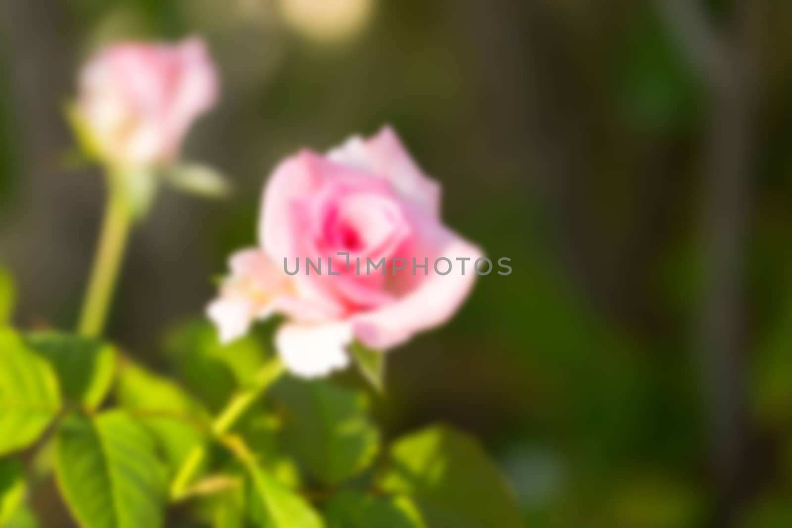 abstract natural blur background, defocused leaves, bokeh by teerawit