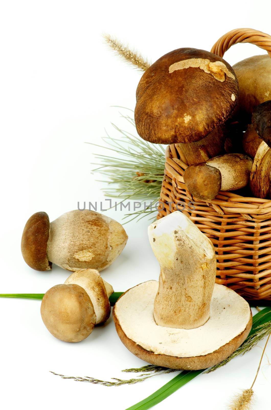 Arrangement of Raw Boletus Mushrooms with Grass and Stems in Wicker Basket closeup on White background
