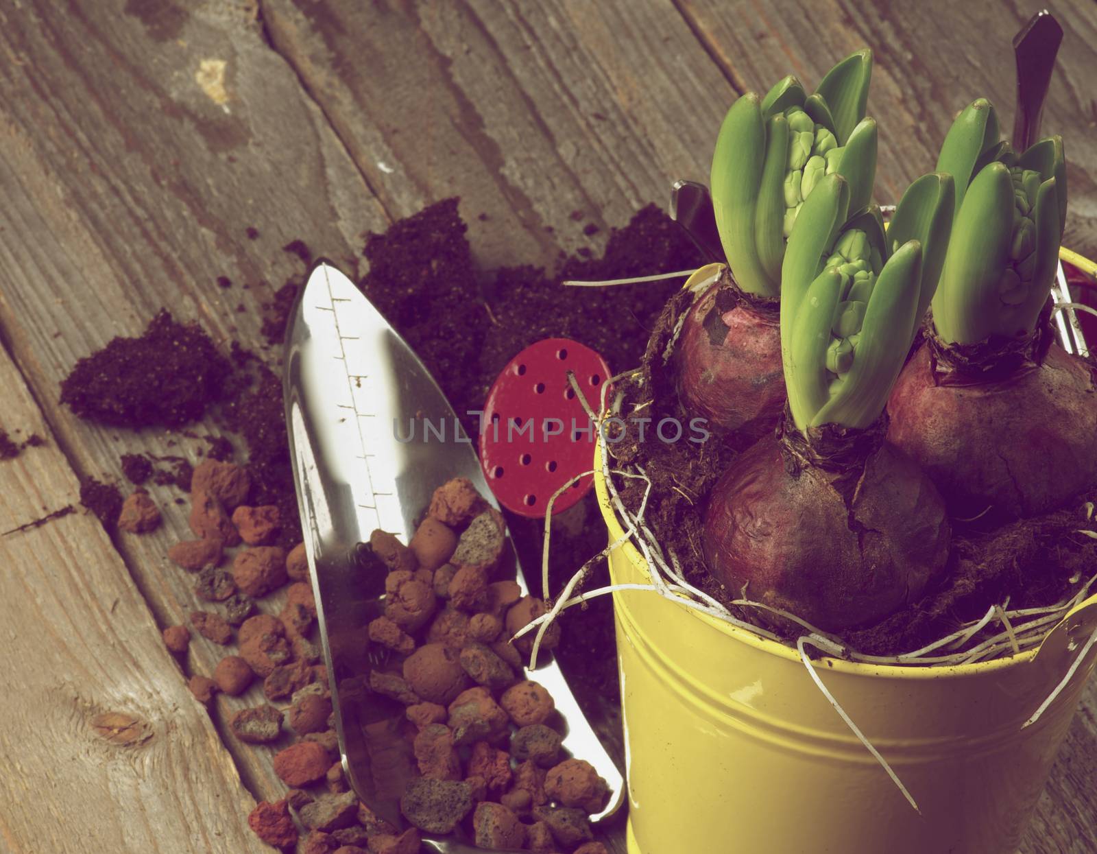 Planting Hyacinth Bulbs with Gardening Tools closeup on Rustic Wooden background. Retro Styled