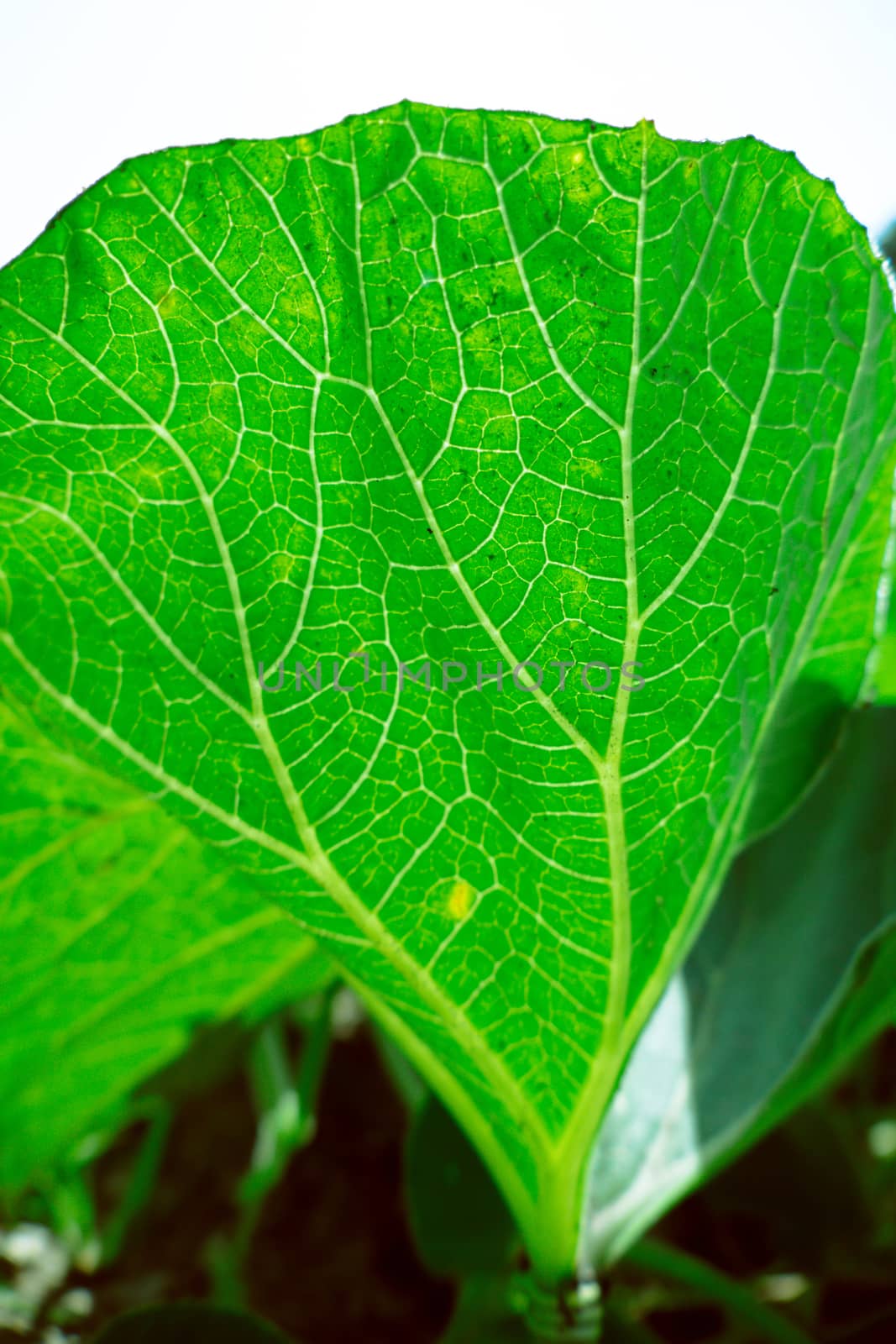 Fresh green leaf texture macro close-up by teerawit
