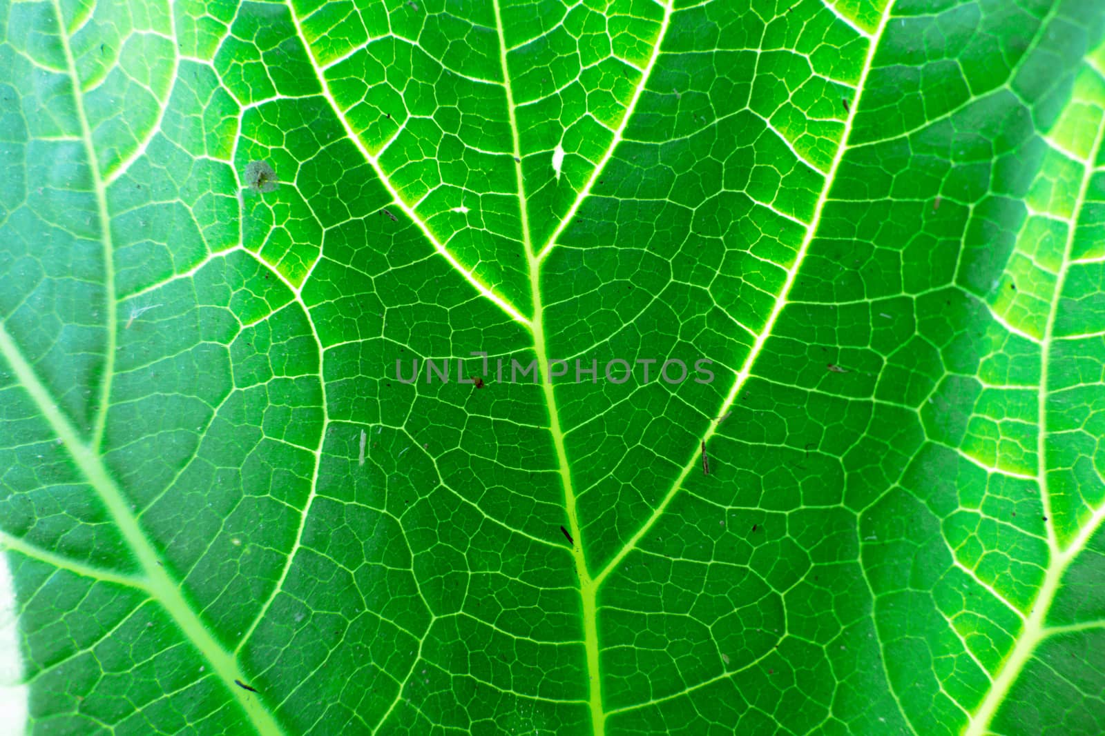 Fresh green leaf texture macro close-up by teerawit