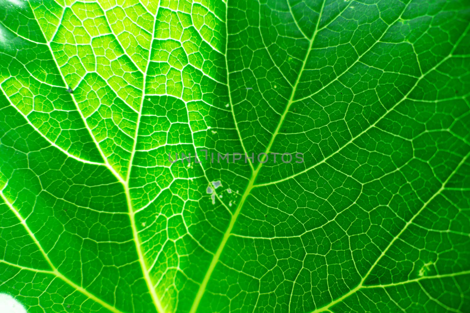Fresh green leaf texture macro close-up, nature background