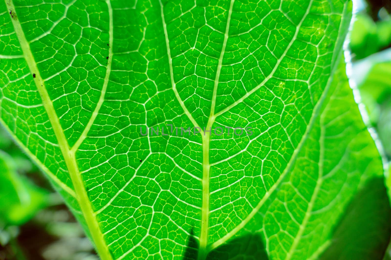 Fresh green leaf texture macro close-up, nature background