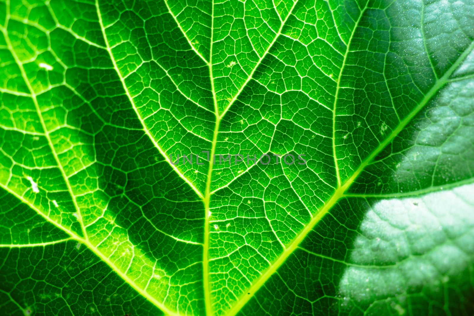 Fresh green leaf texture macro close-up by teerawit