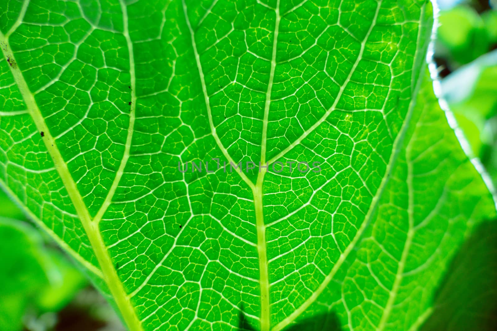 Fresh green leaf texture macro close-up by teerawit