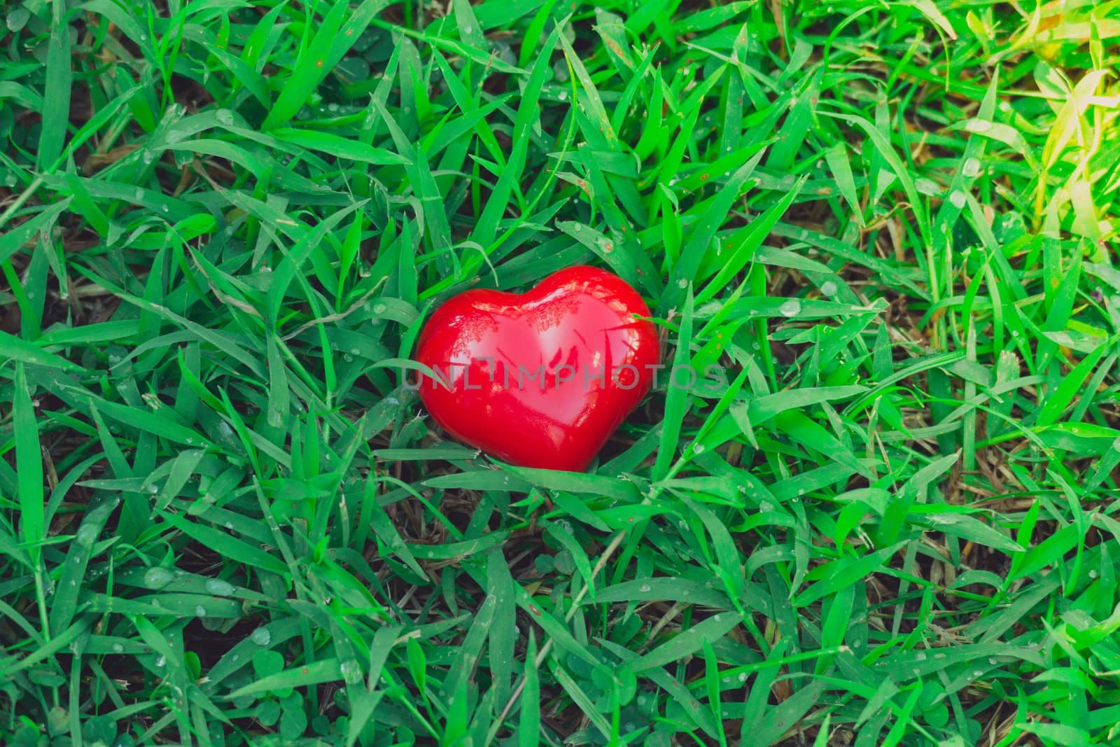 red heart in the hands, on green nature background