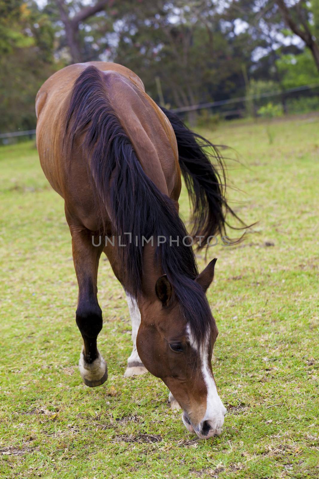 Horse feeding on grass in a paddock