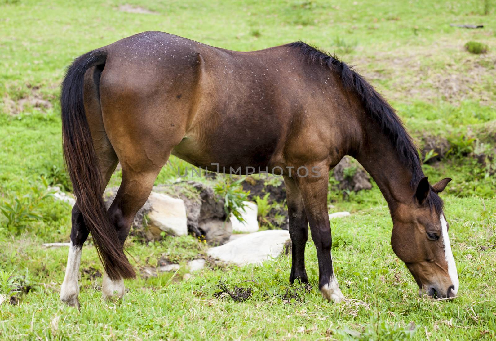 Horse feeding on grass in a paddock