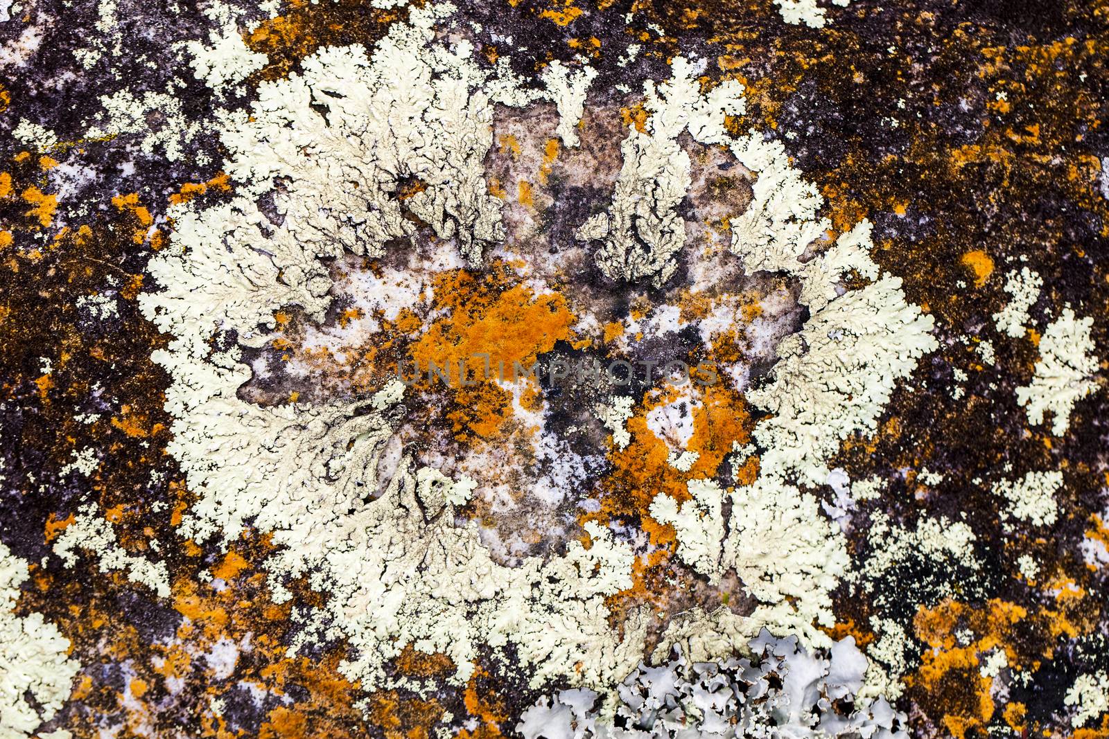 Colourful fungi growing on a rock.