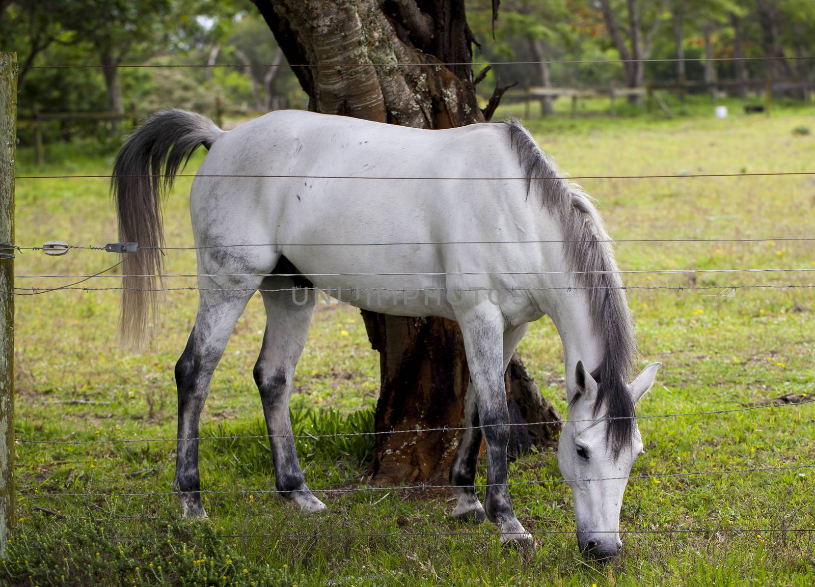 Horse feeding on grass in a paddock.