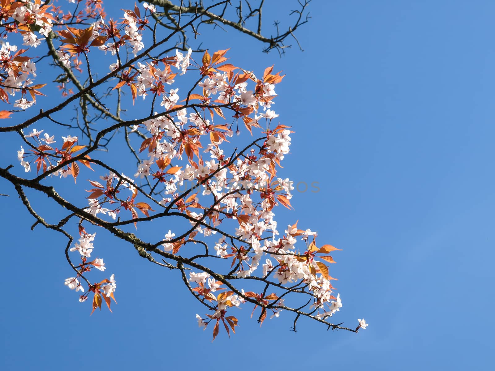 Image of cherry blossoms in Japan in Spring