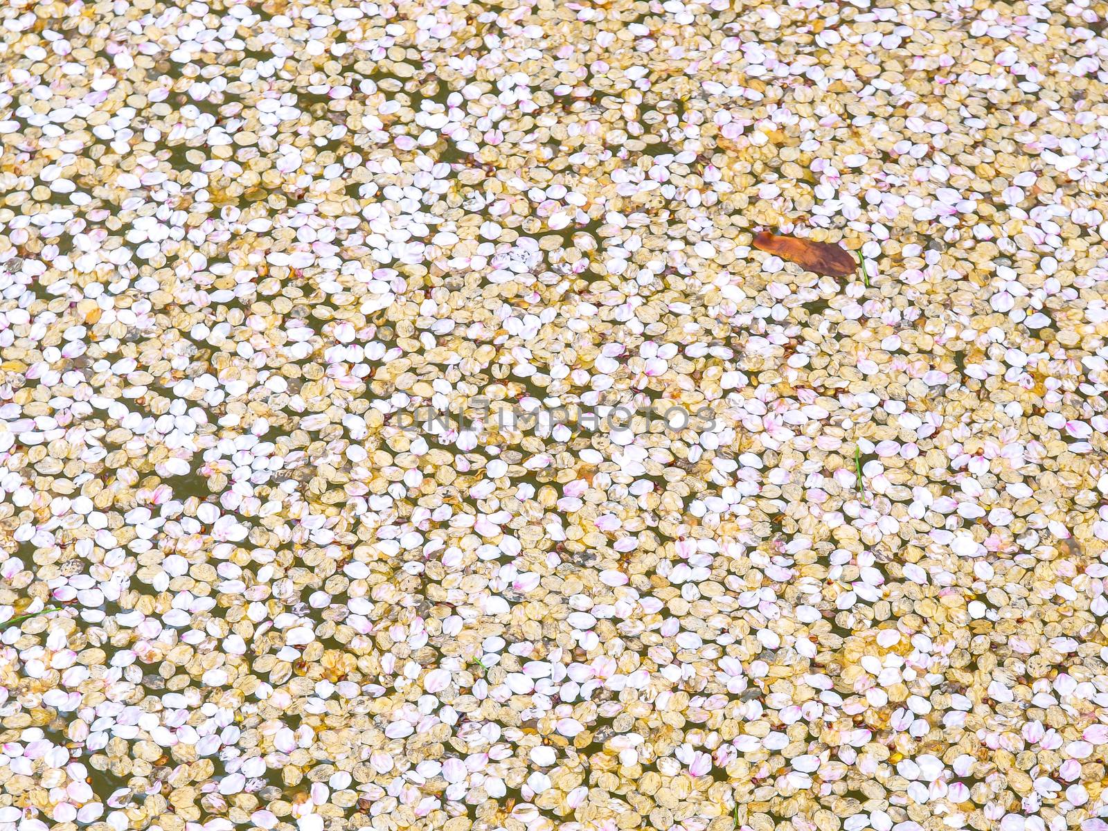 Petals of Cherry blossoms  in the Water 