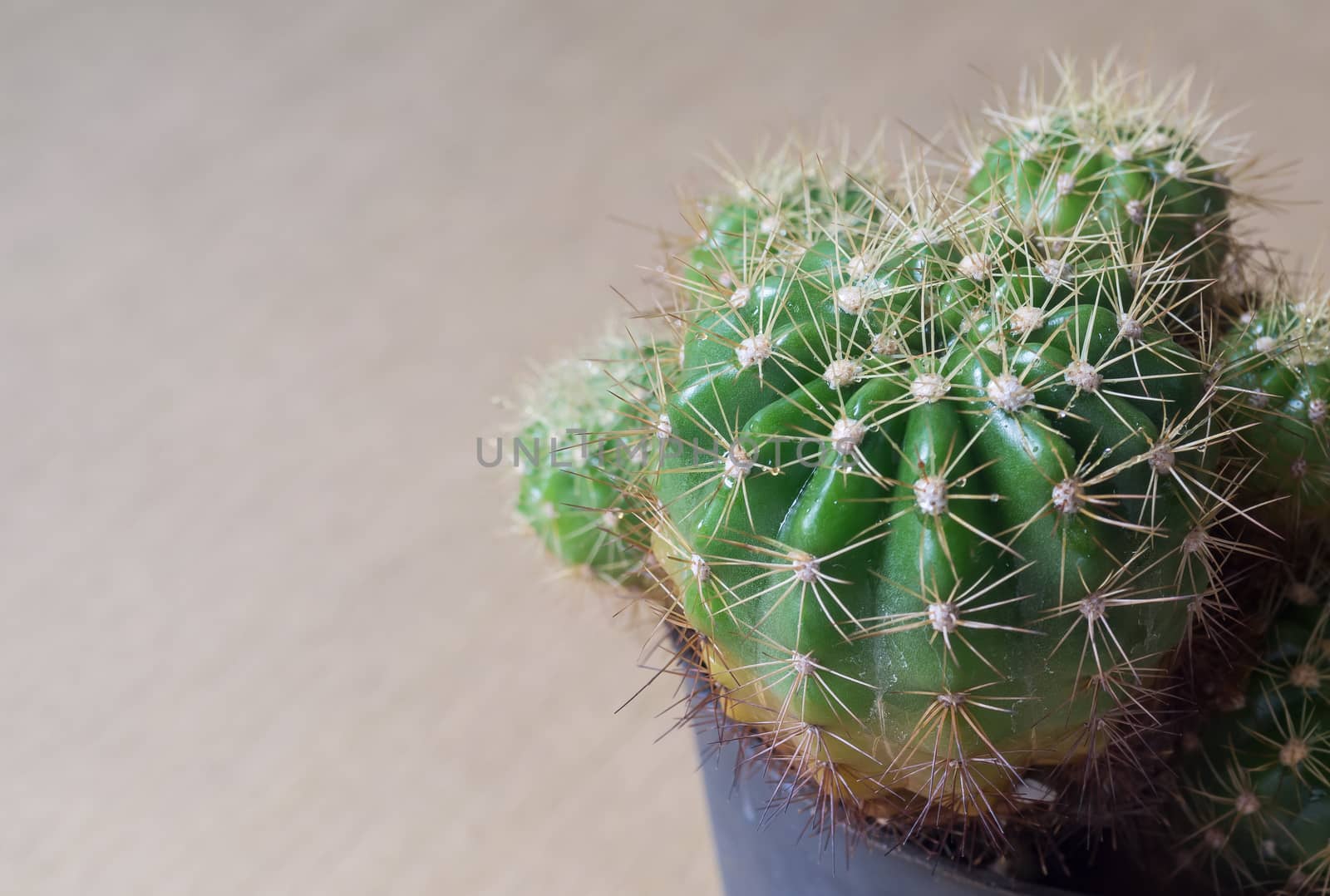 Cactus in black pot with shallow depth of field . Use for background