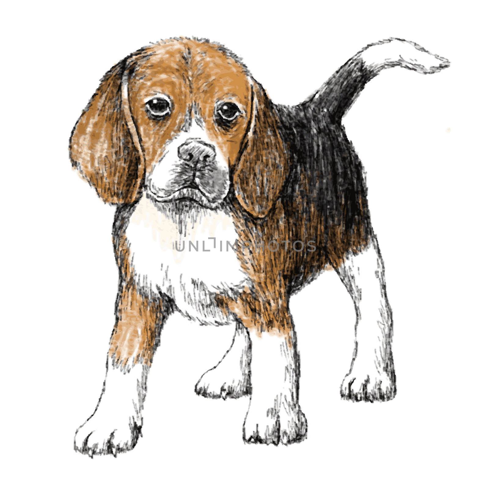 Image of beagle , hand draw vector.