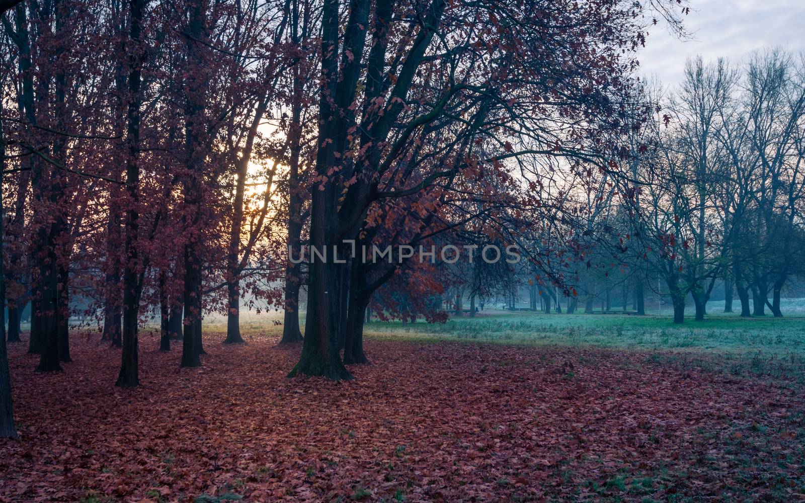 Autumnal cold morning on meadow with hoarfrost on plants and beautiful colors at sunrise,Italy near Milan.