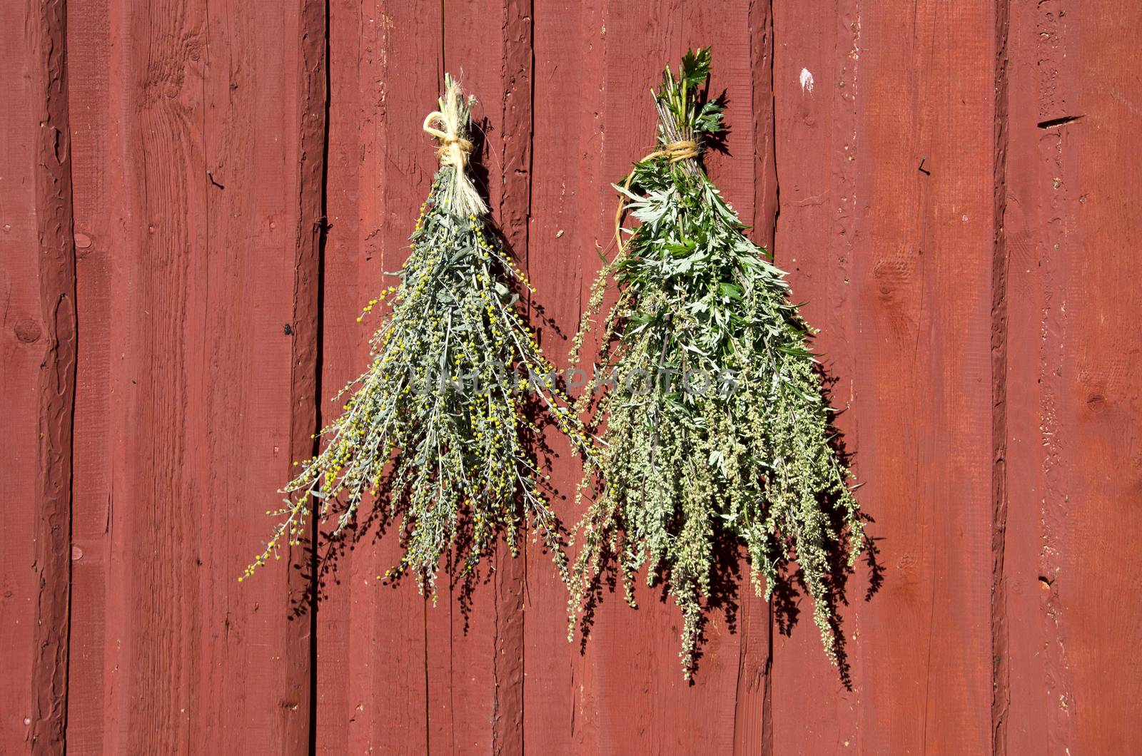 Bundles of fresh herbs hanged to dry  on wooden wall by alis_photo