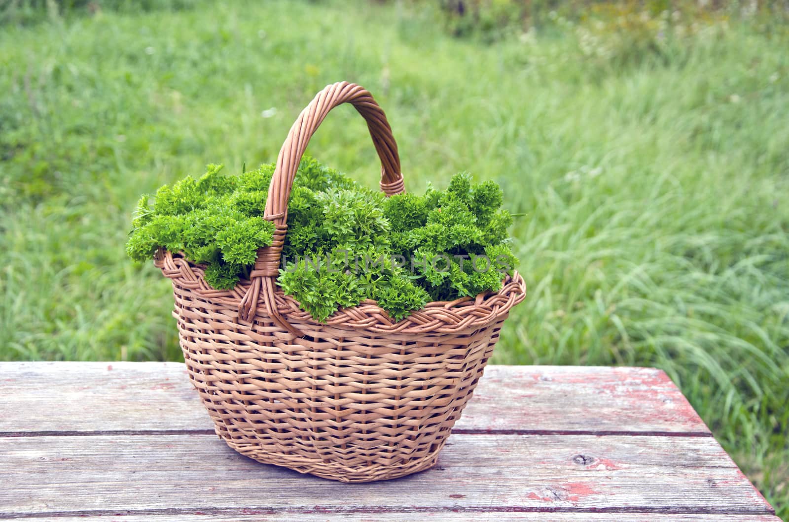 Fresh parsley in wicker basket placed on wooden table