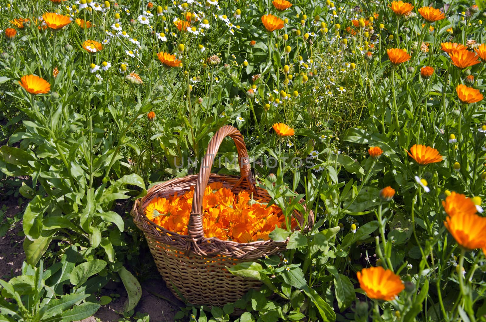 Freshly picked calendula blossoms in wicker basket in the garden by alis_photo