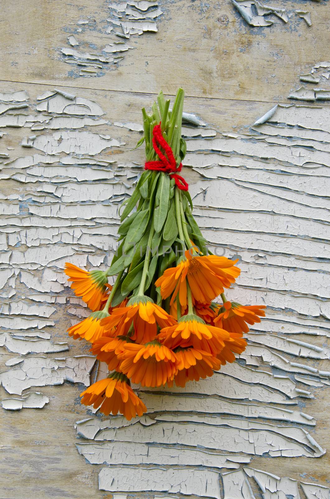 Bunch freshly picked calendula hanging on peeling background by alis_photo