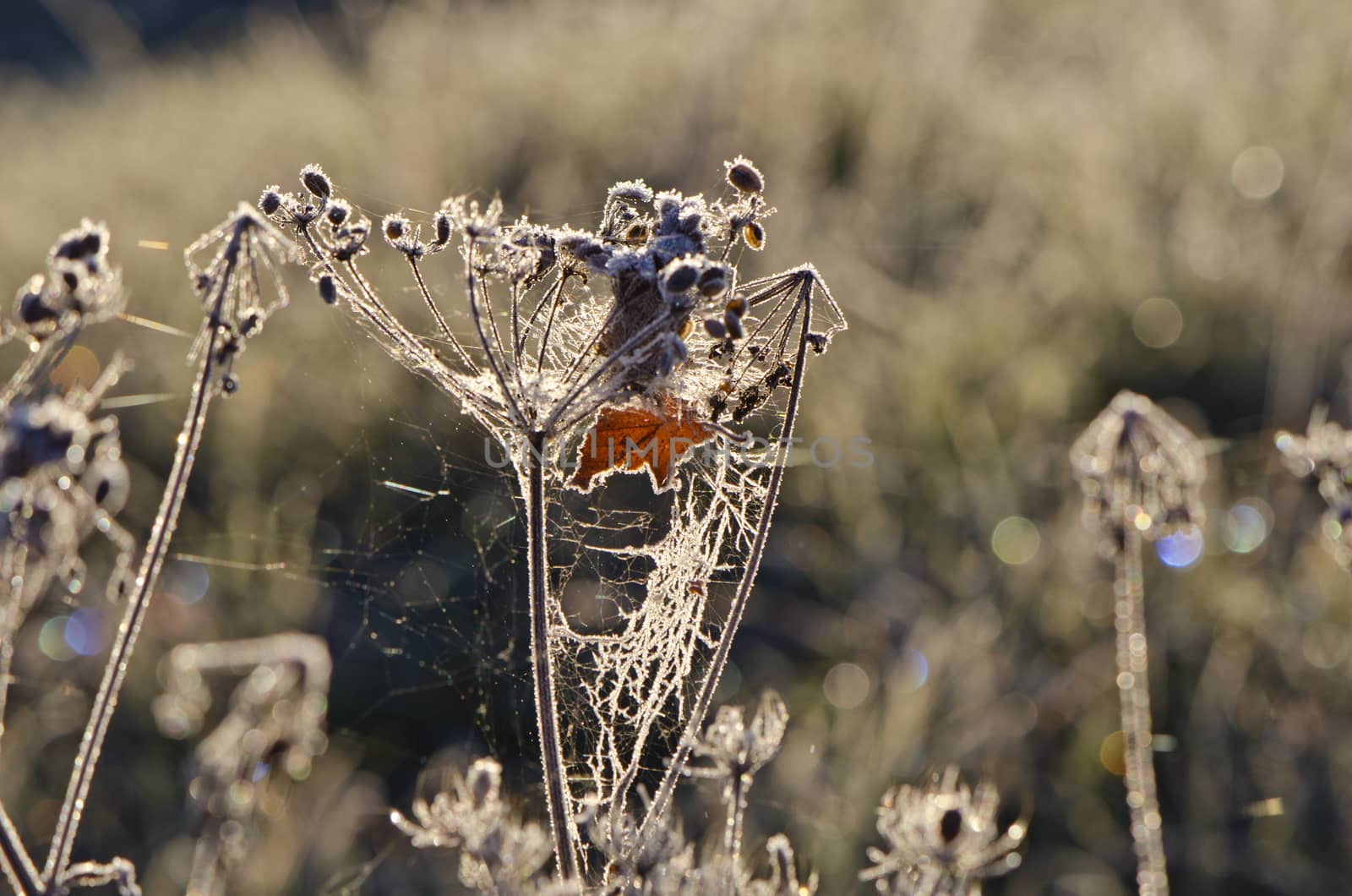 Dry autumn plant with morning frost and cobwebs  