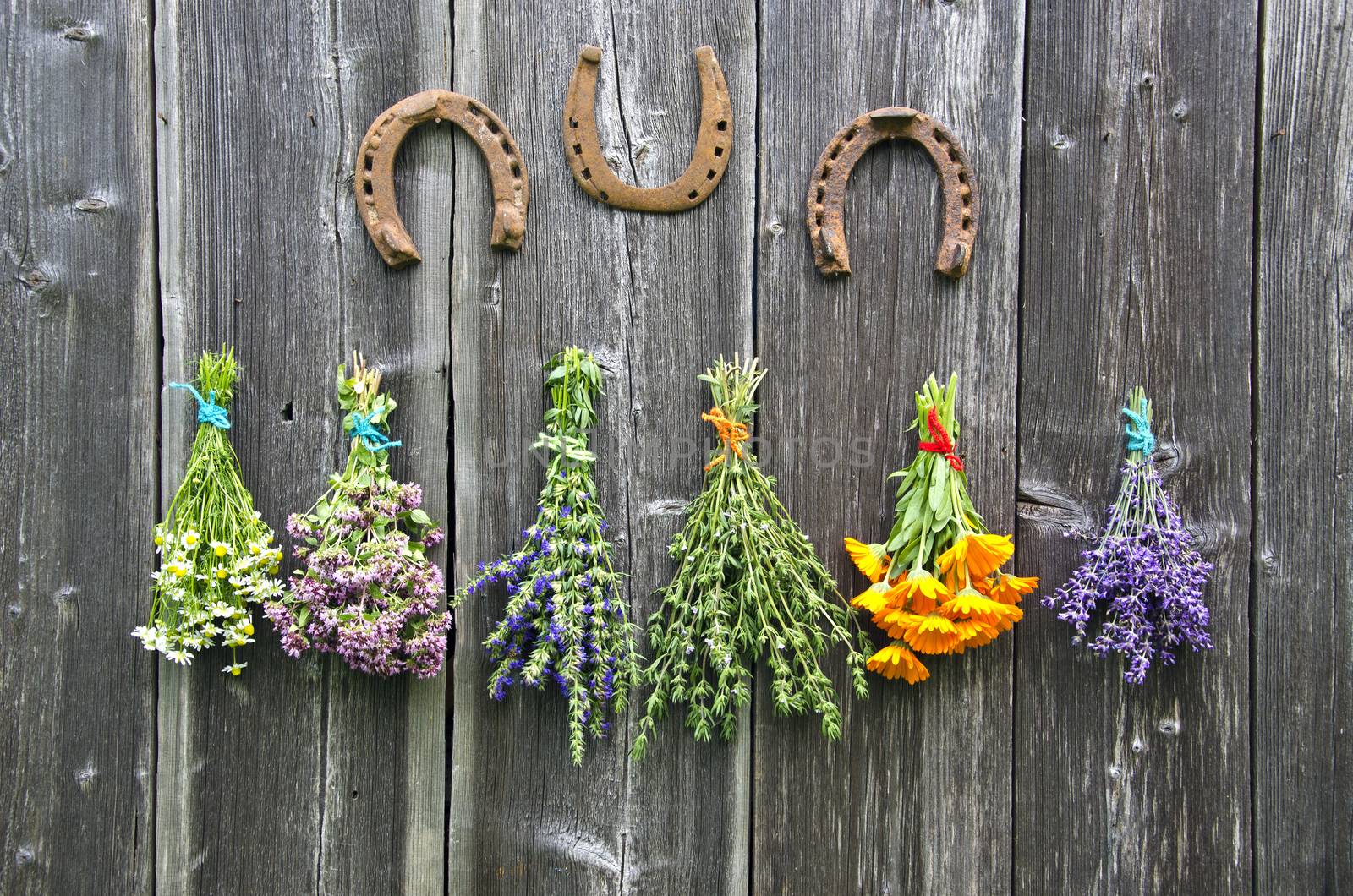 Bundles of various medical herbs and horseshoes hanging on wooden wall