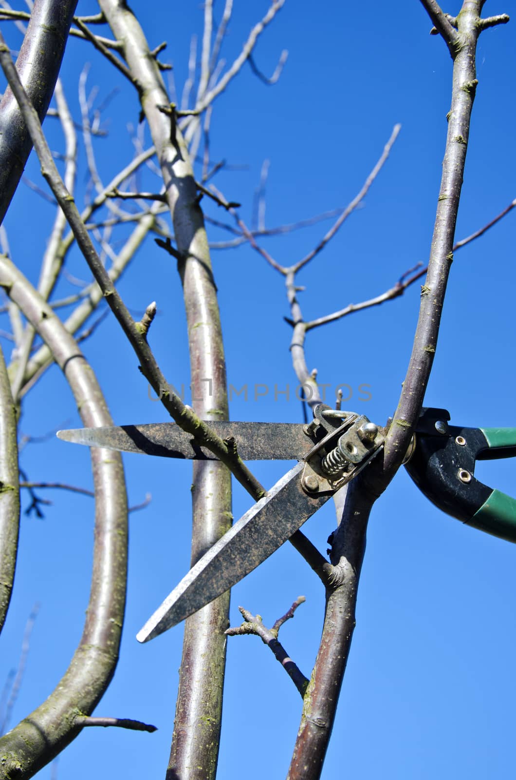 Pruning shears hanged in apple tree in spring  by alis_photo