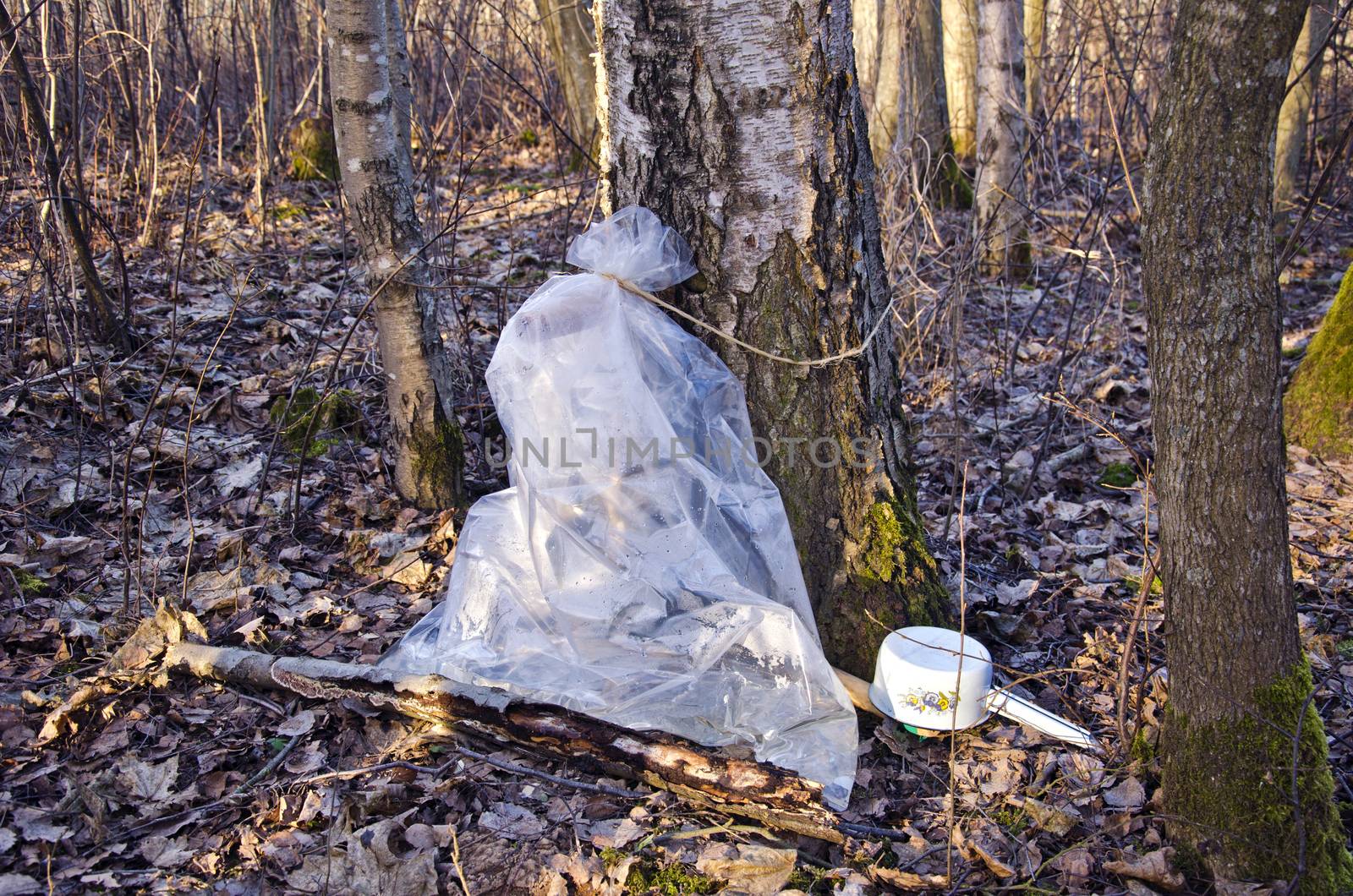 Pring time Birch tree sap collection in a plastic bag