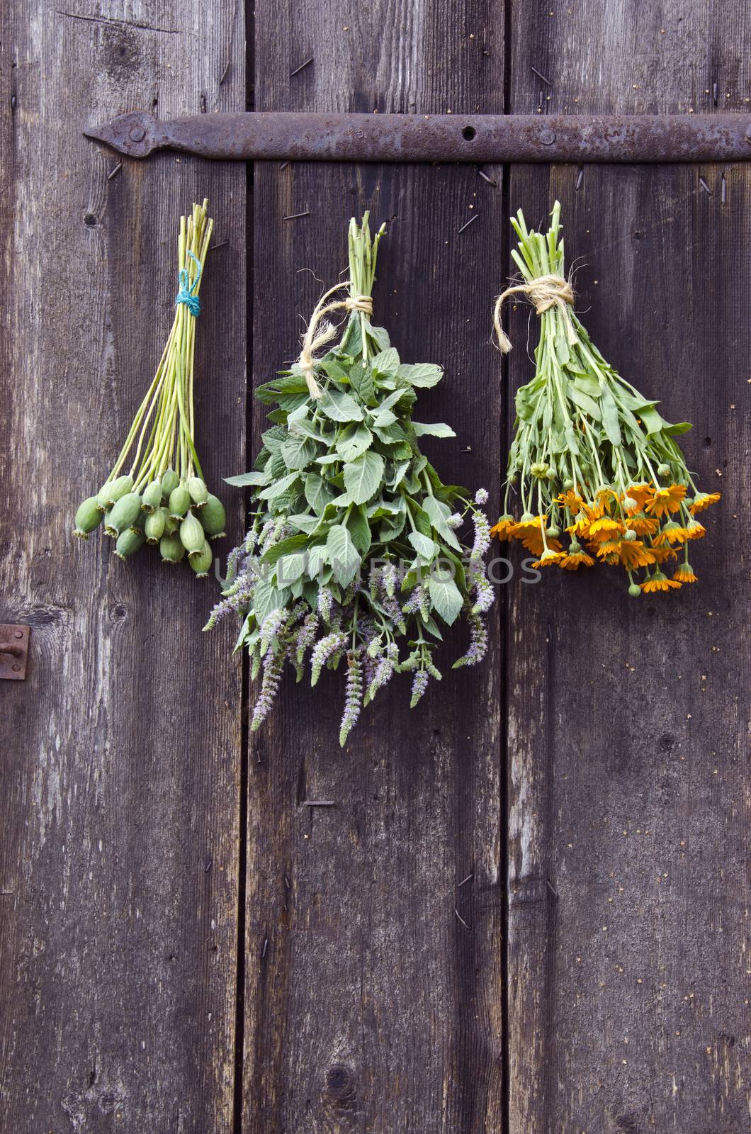 Bundles of medical herbs hanged on antique  wooden ranch door  