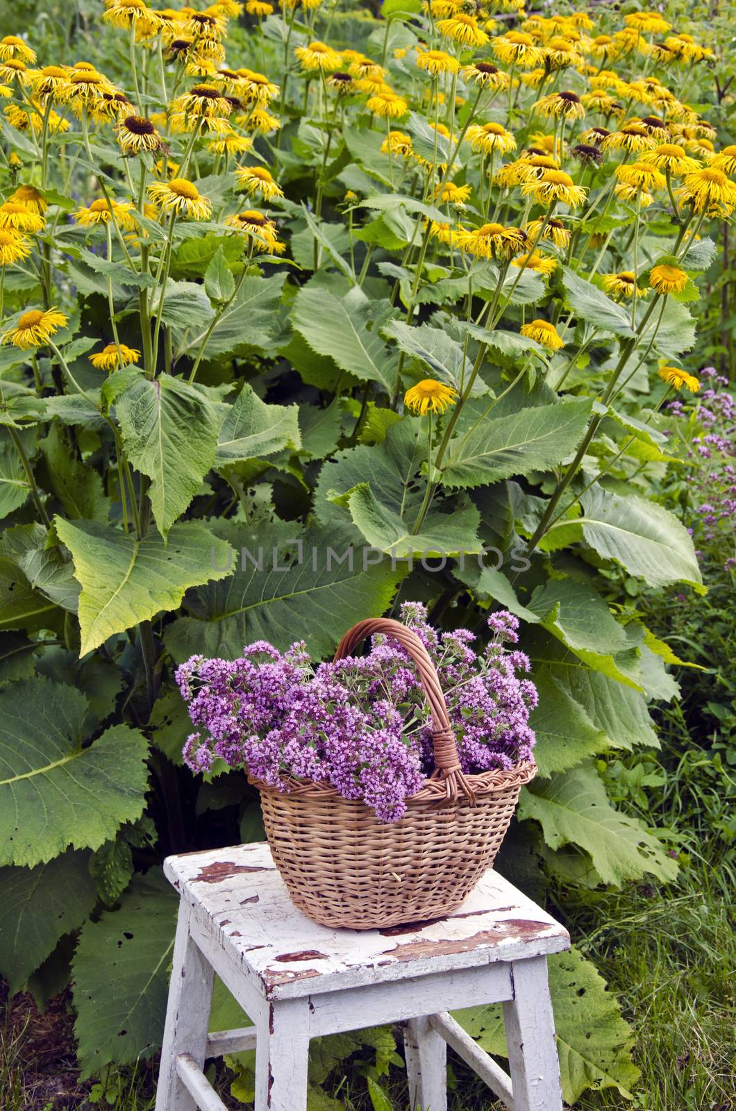 Freshly picked oregano in a wicker basket in the garden by alis_photo