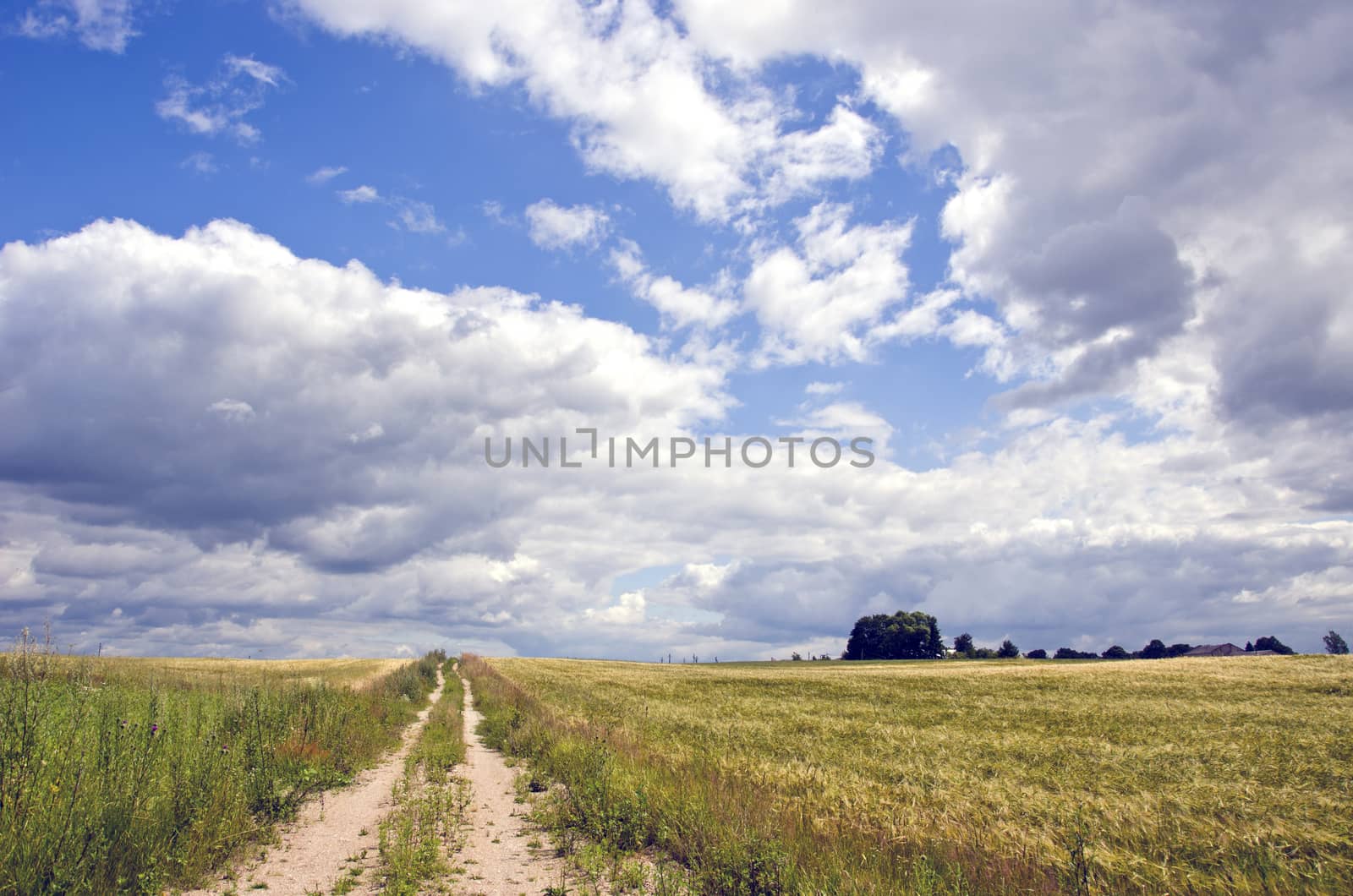 Rural landscape with bushes and clouds   by alis_photo