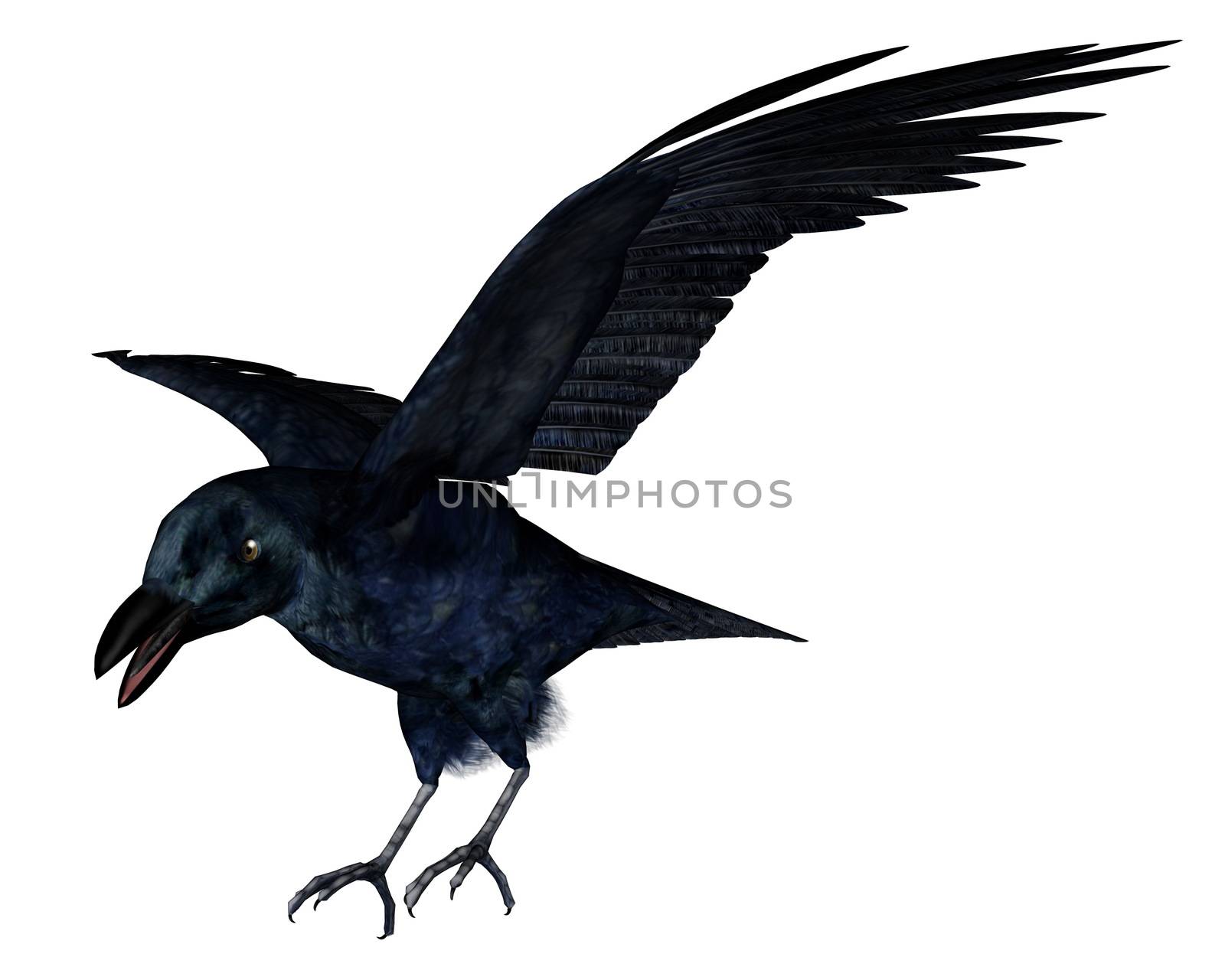 Black crow isolated in white background - 3D render