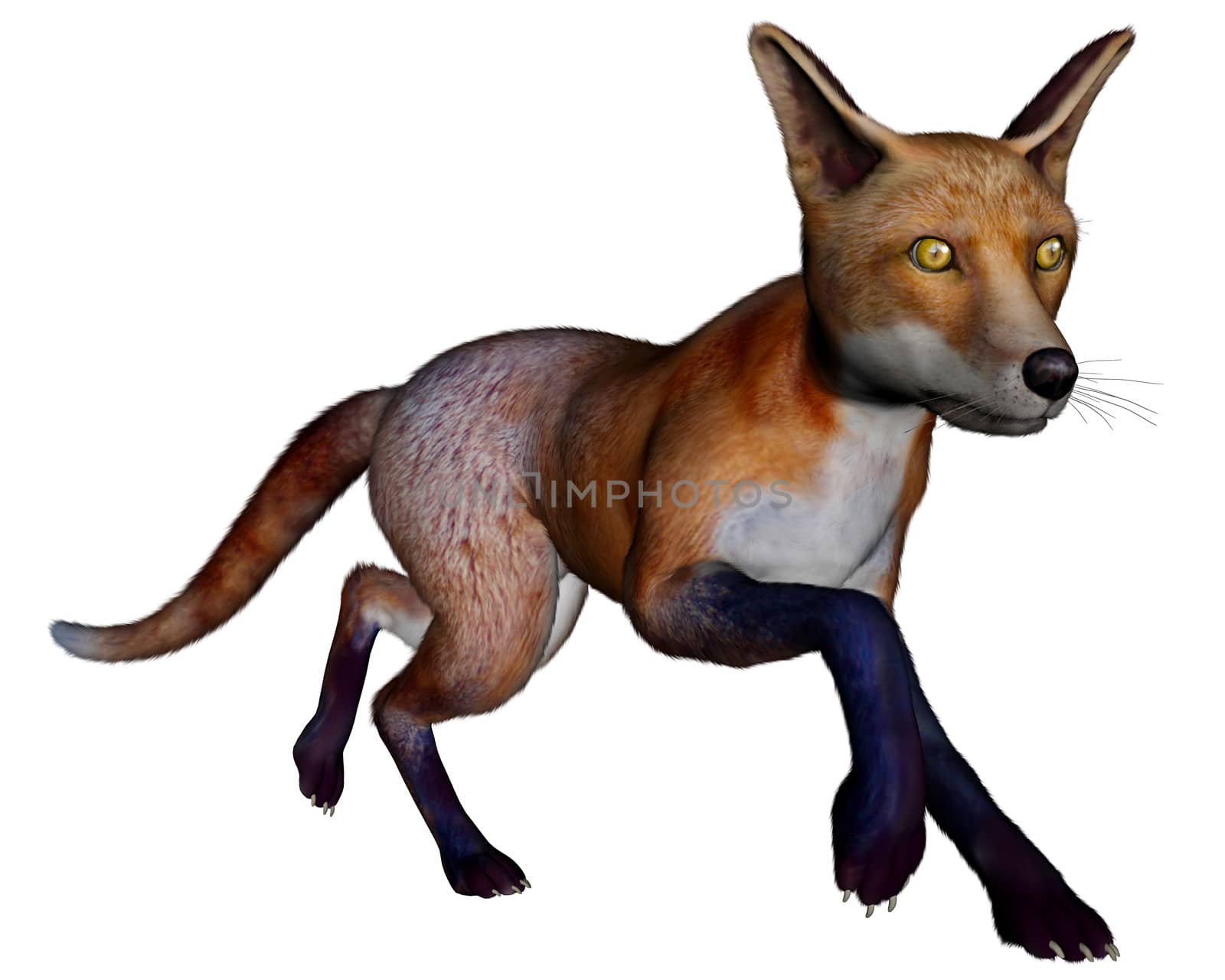 Fox running isolated in white background - 3D render