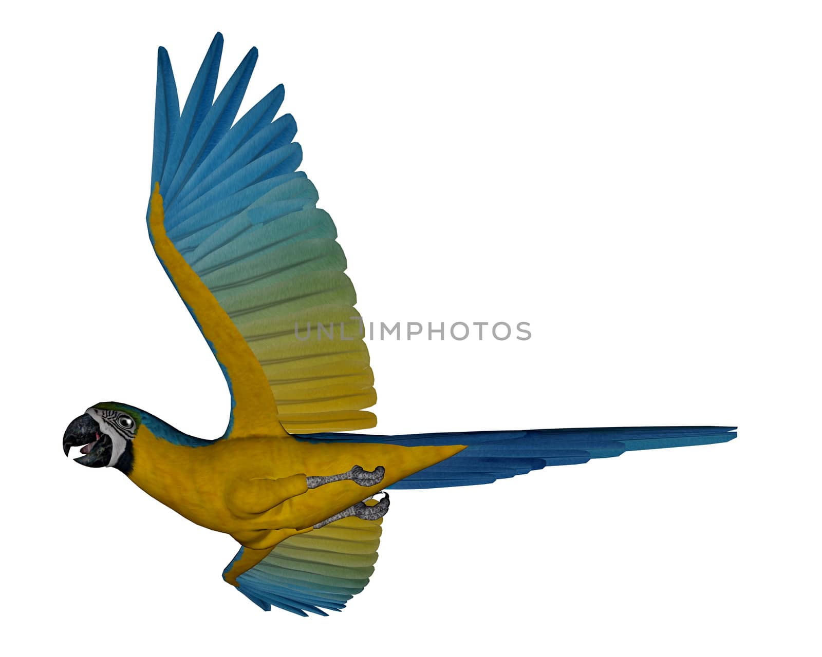 Blue and yellow macaw, parrot, flying isolated in white background - 3D render