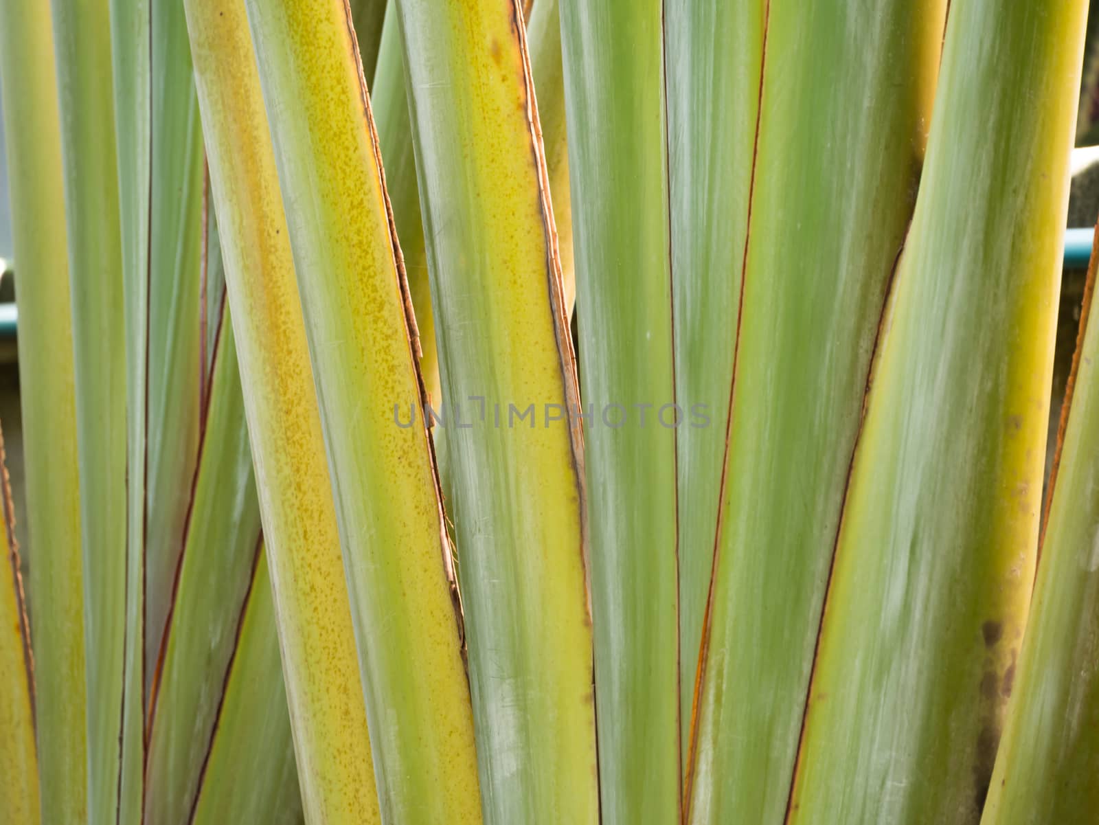 wood texture/wood texture background