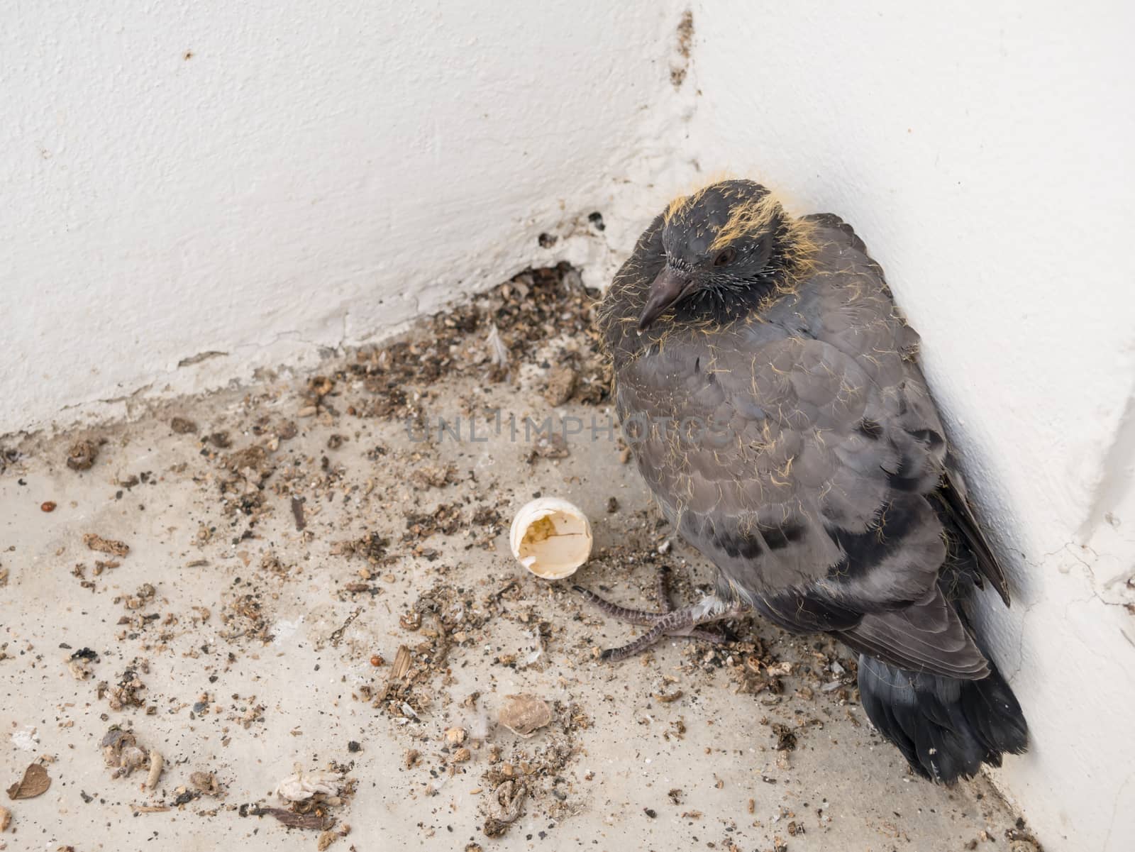 Baby pigeons