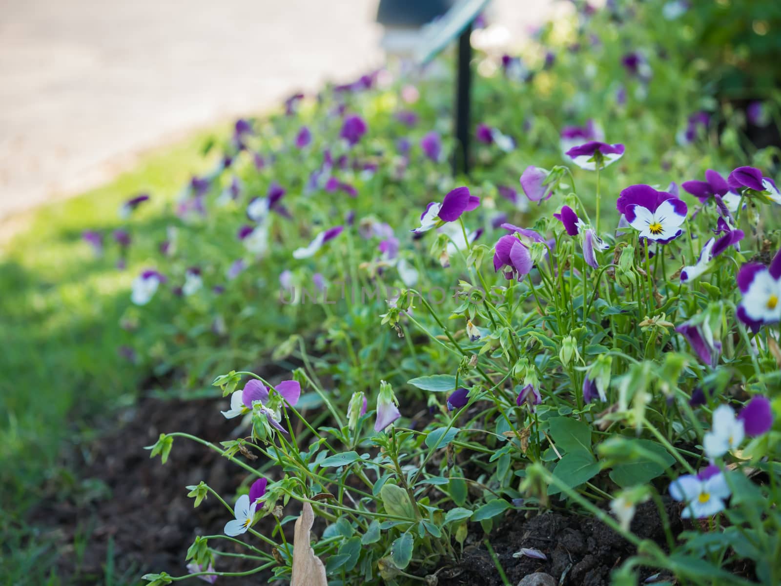 Phlox paniculata (Garden phlox)