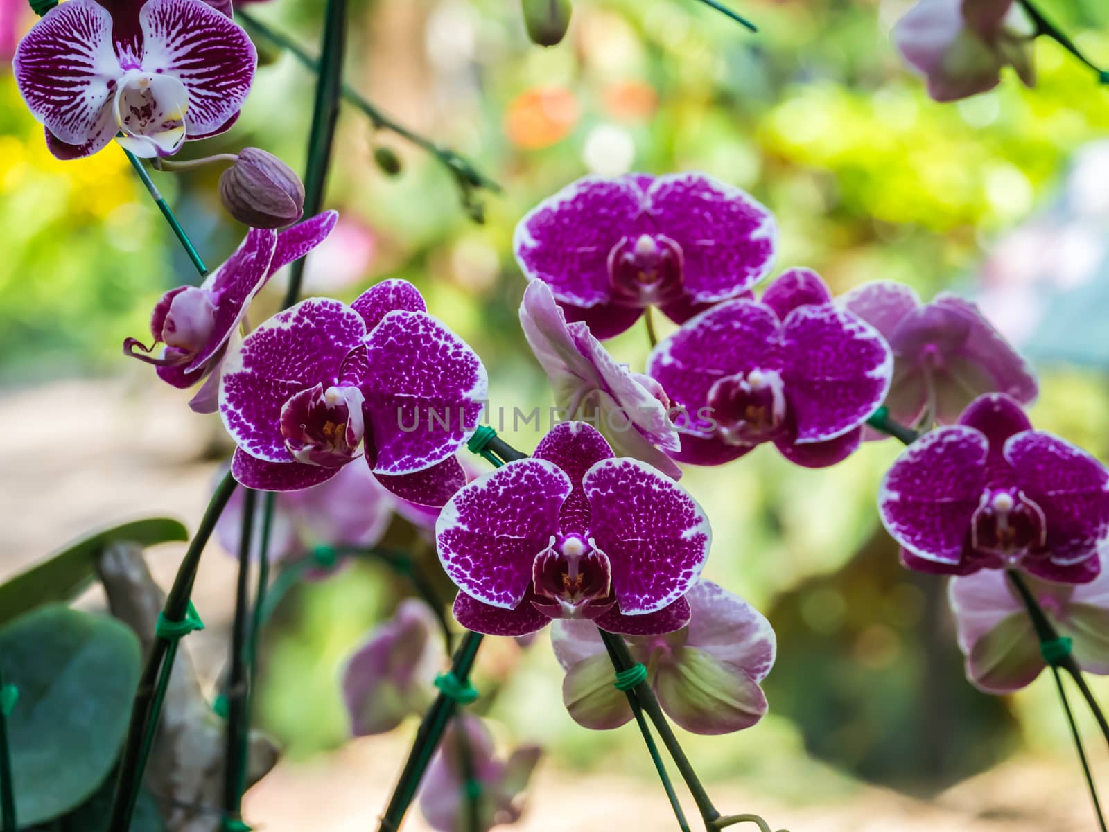 Orchids With blurred background by nikky1972