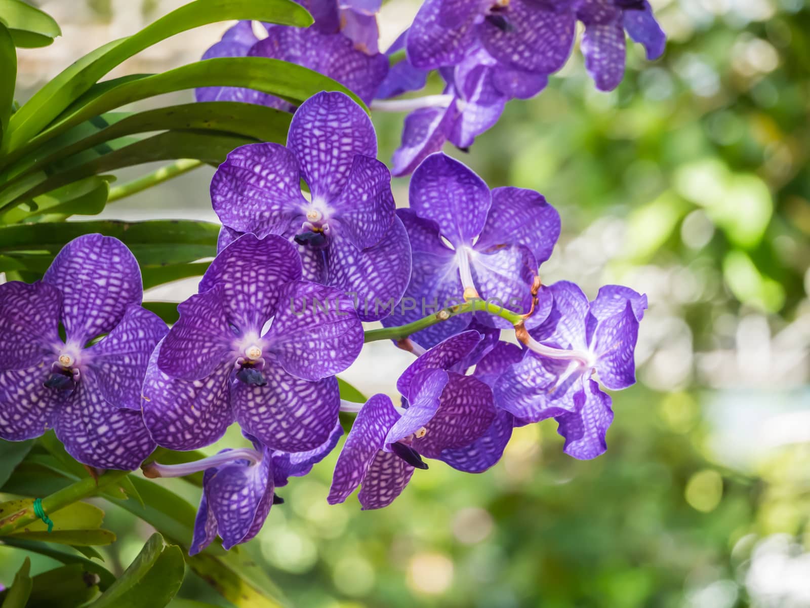 Orchids With blurred background