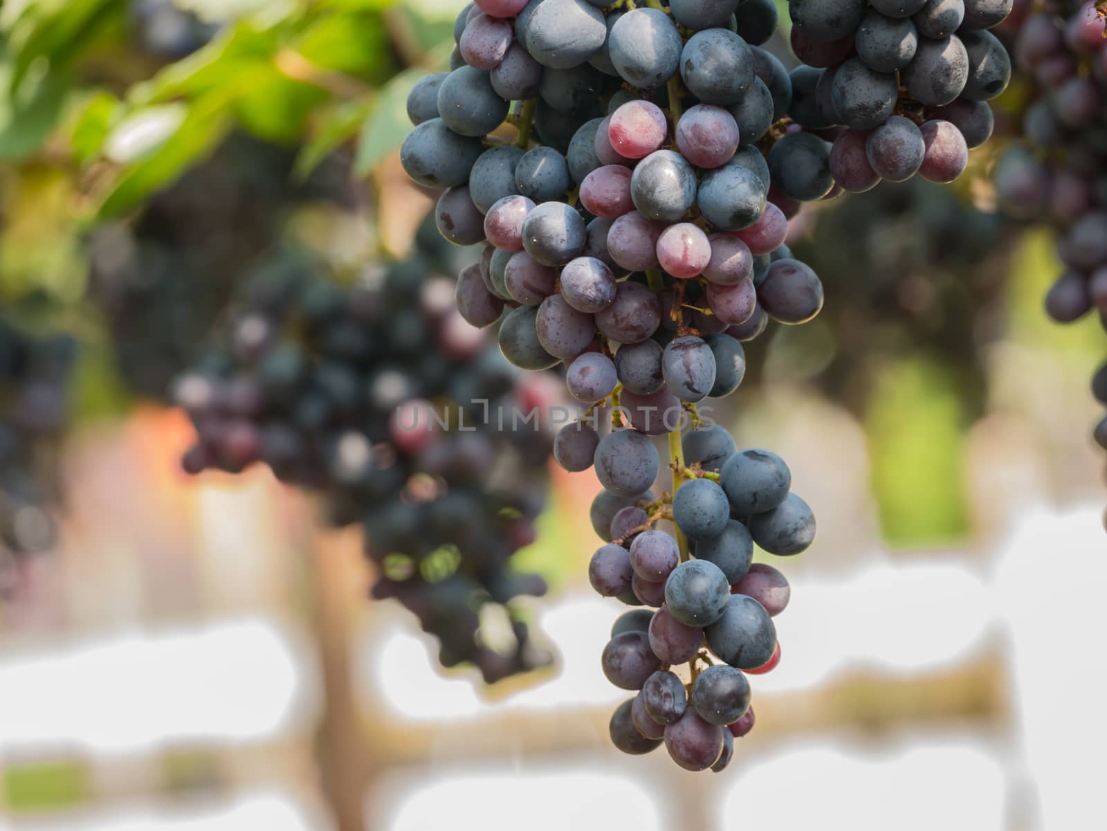 purple red grapes with green leaves on the vine. fresh fruits by nikky1972