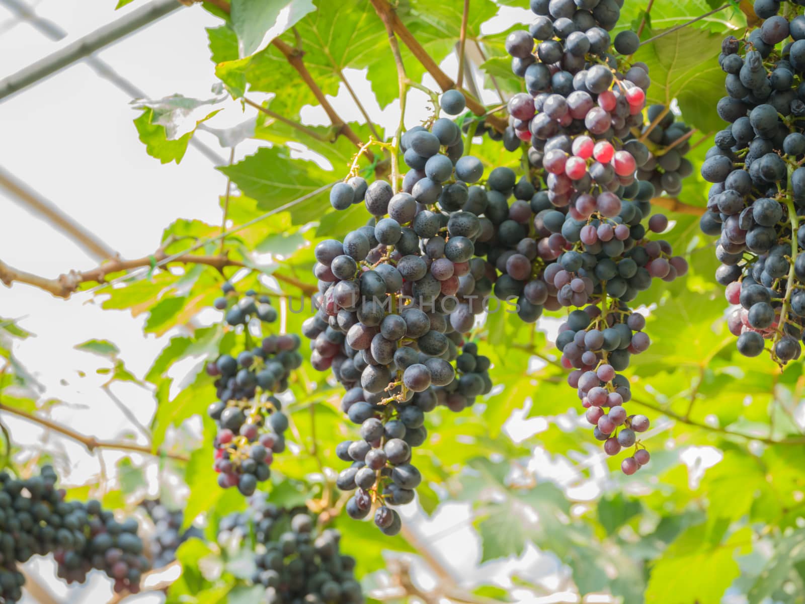 purple red grapes with green leaves on the vine. fresh fruits