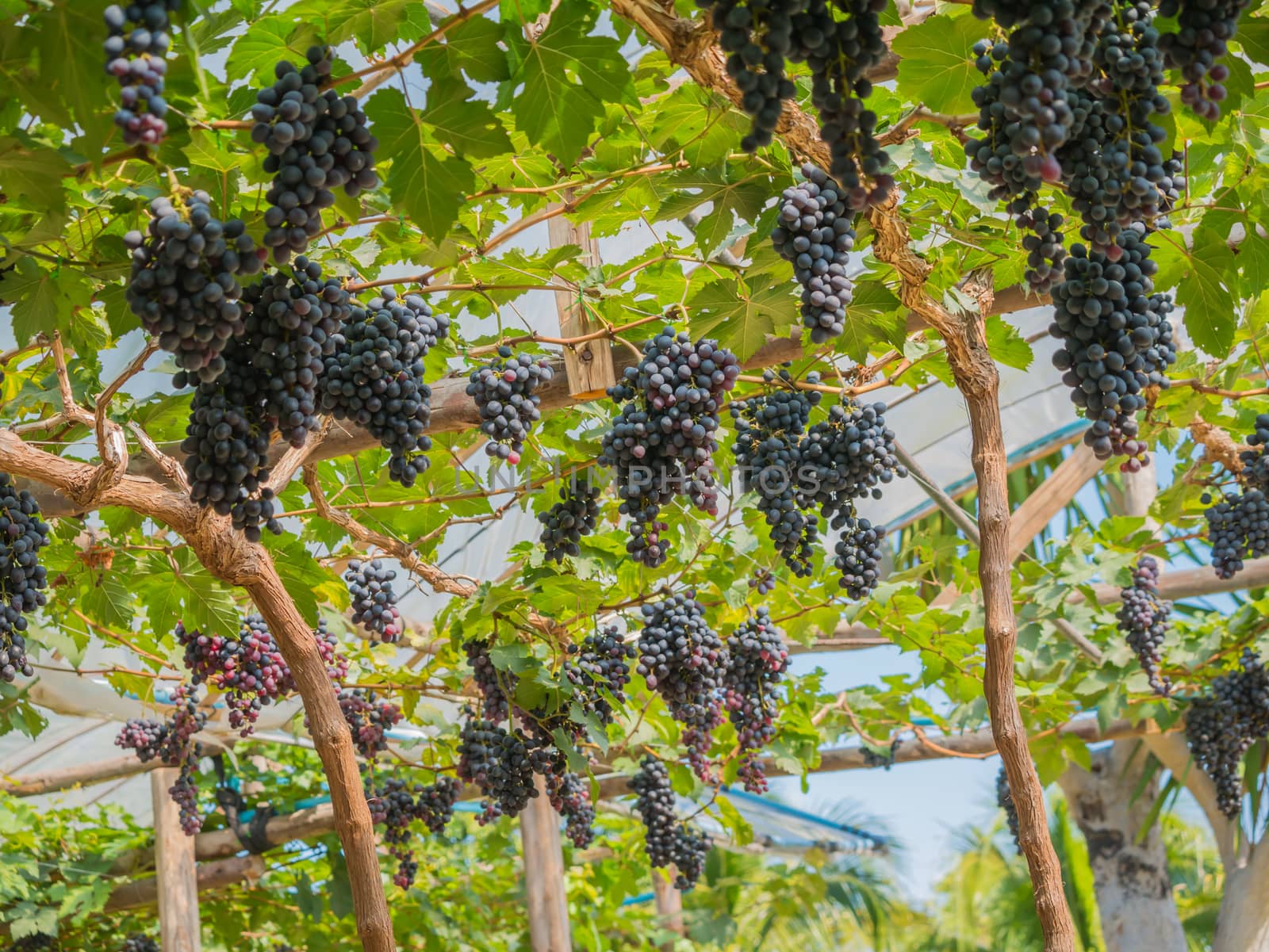 purple red grapes with green leaves on the vine. fresh fruits