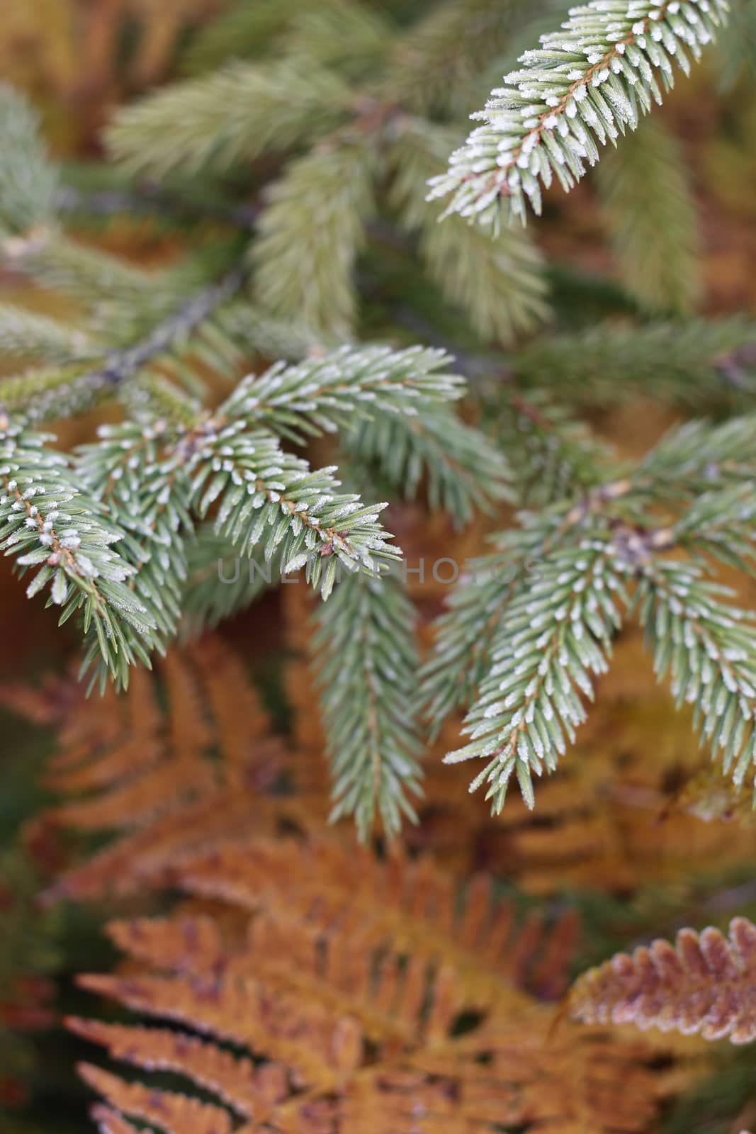 Abstract image of the needles and ferns