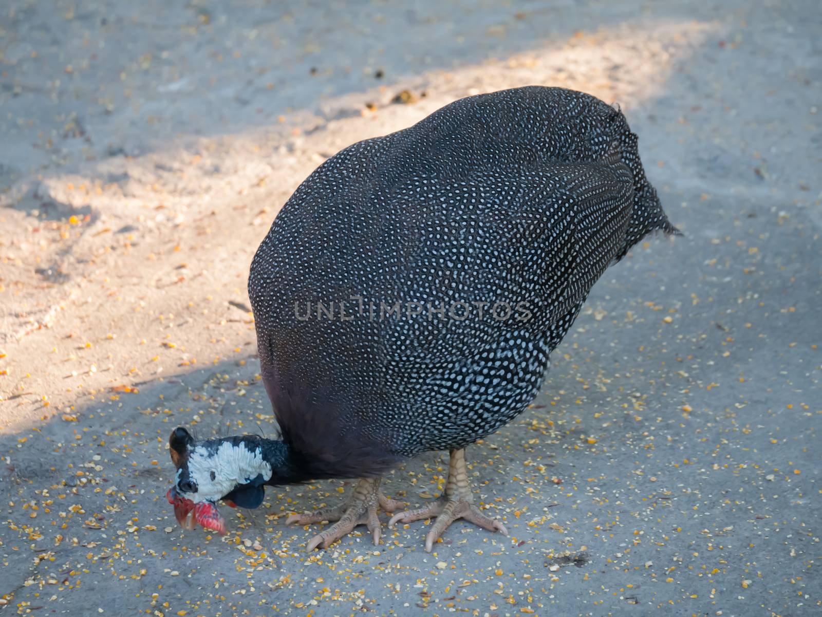 peacock