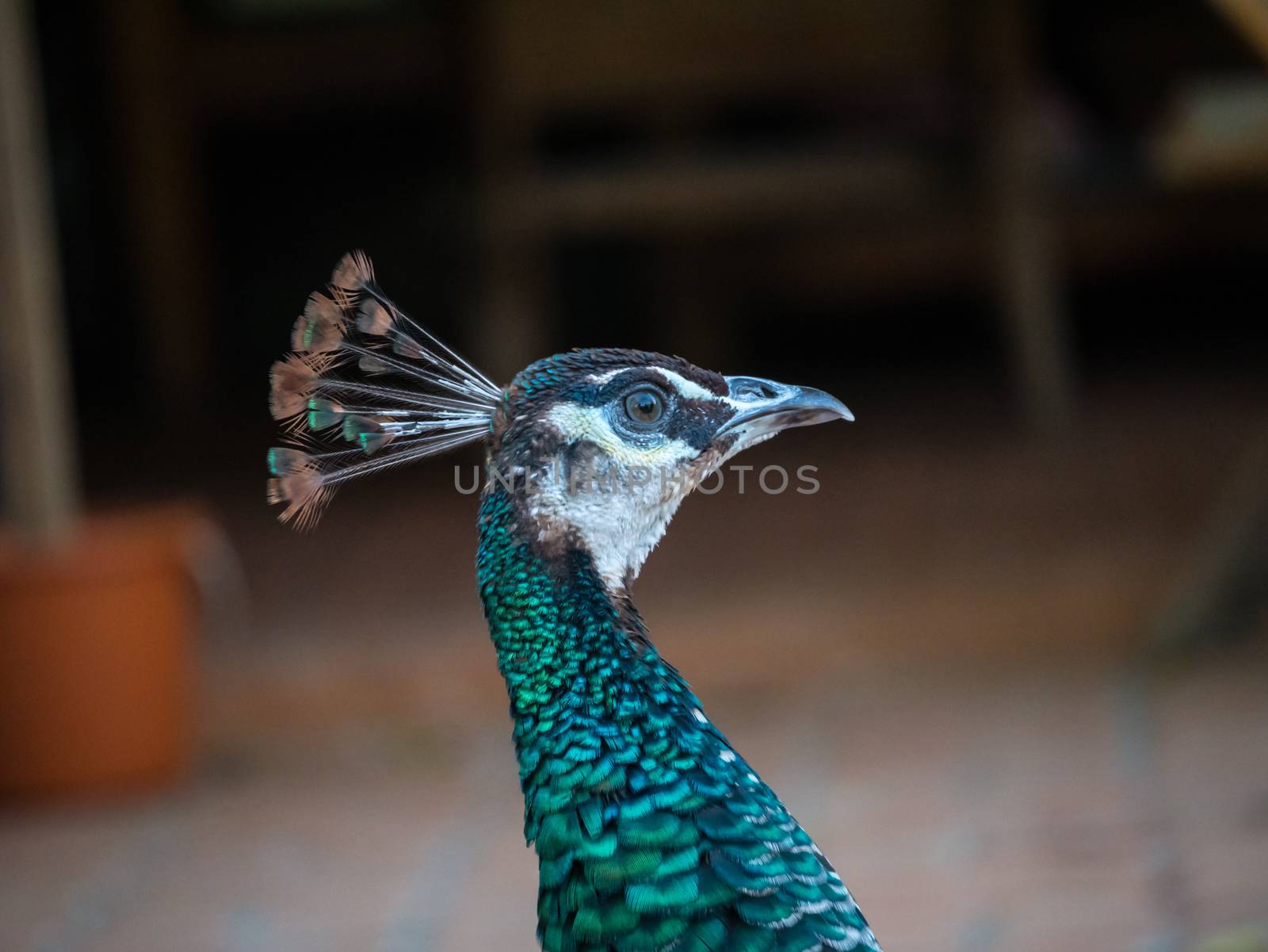 peacock by nikky1972