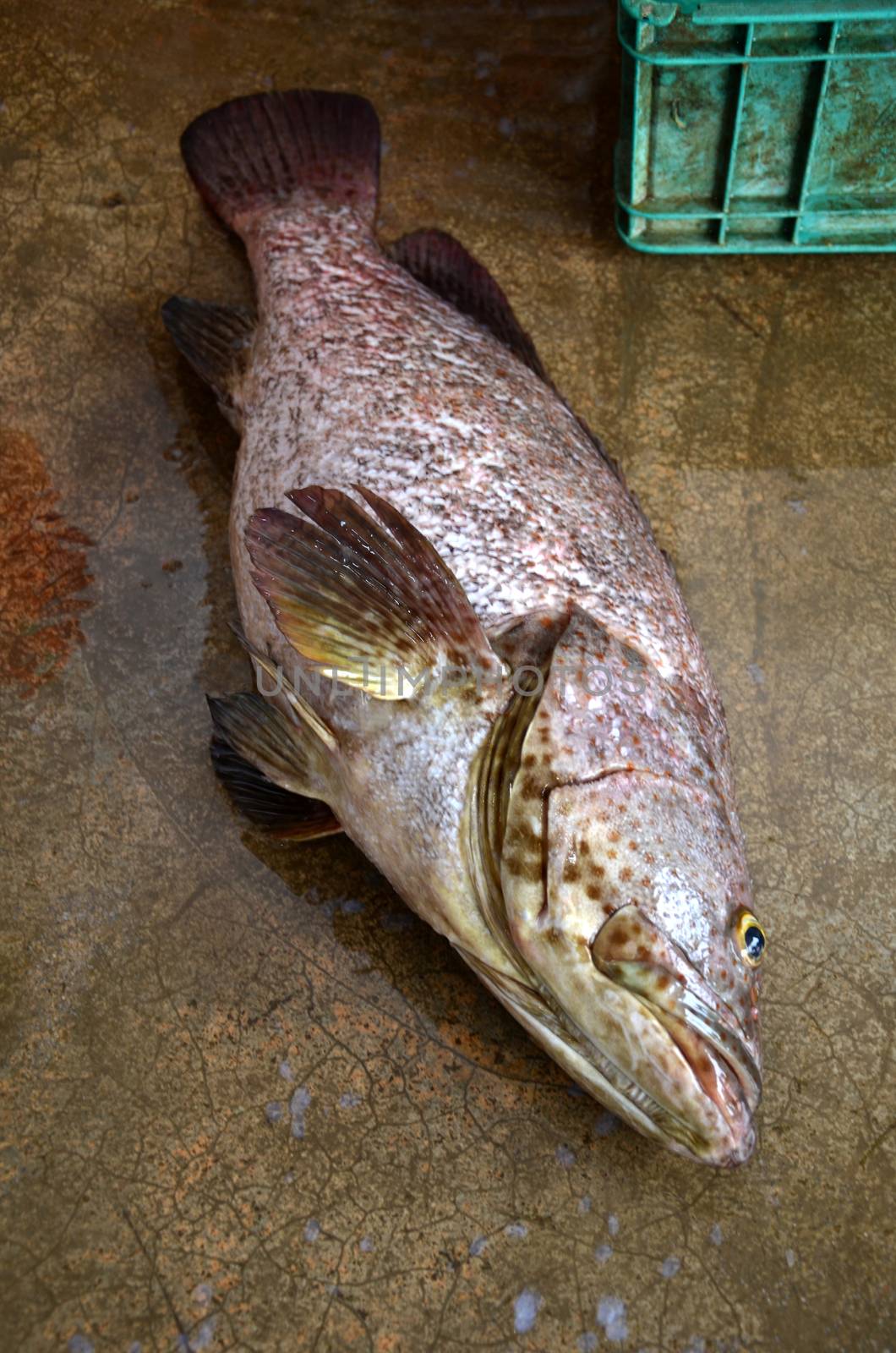 Freshly catched grouper fish in the market