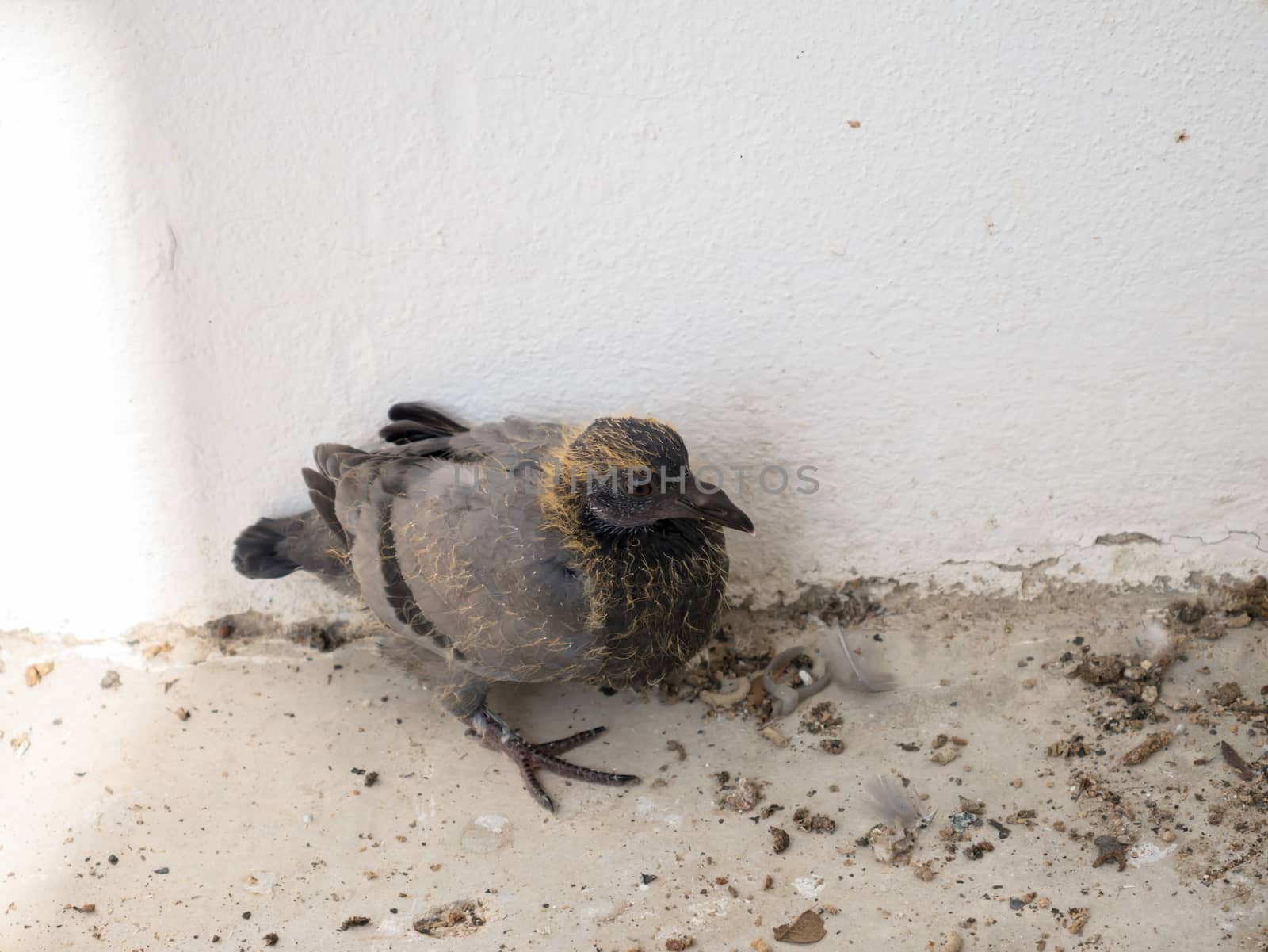 Baby pigeons by nikky1972